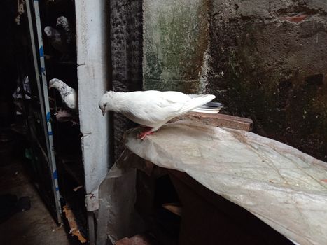 white colored Pigeon closeup on farm in house