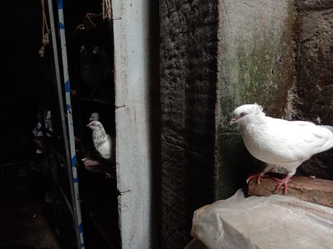 white colored Pigeon closeup on farm in house