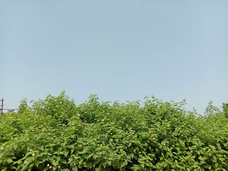 Blue Sky With Beautiful Green Nature view