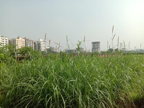 Blue Sky With Beautiful Green Nature view