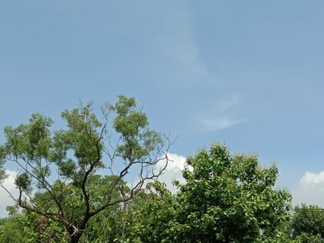 Blue Sky With Beautiful Green Nature view