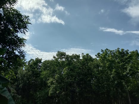 Blue Sky With Beautiful Green Nature view