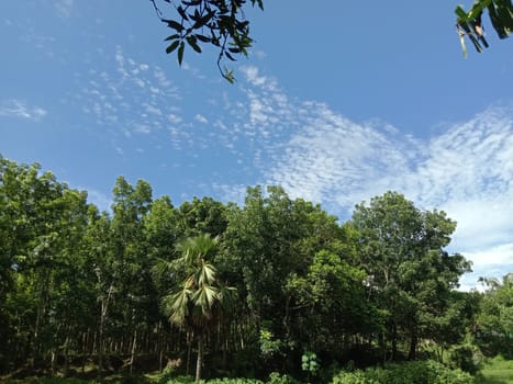 Blue Sky With Beautiful Green Nature view
