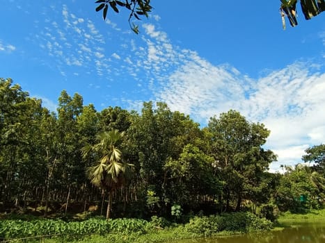Blue Sky With Beautiful Green Nature view