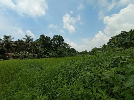 Blue Sky With Beautiful Green Nature view