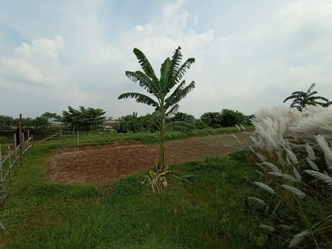 Blue Sky With Beautiful Green Nature view
