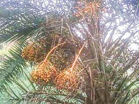 tree plant on garden with green nature