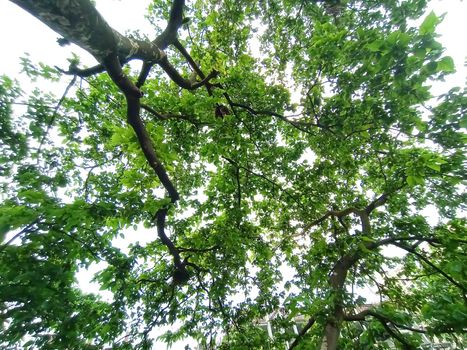tree plant on garden with green nature