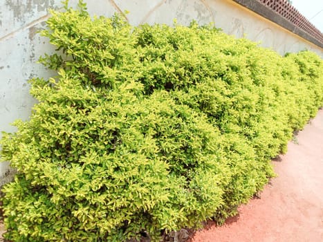 tree plant on garden with green nature