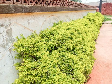 tree plant on garden with green nature