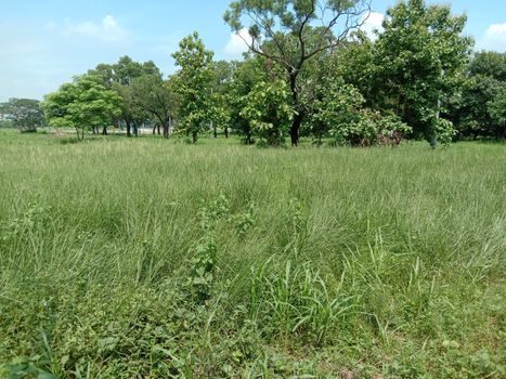 tree plant on garden with green nature
