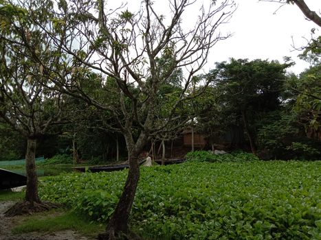 tree plant on garden with green nature