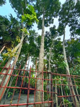 tree plant on garden with green nature