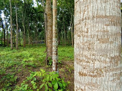 tree plant on garden with green nature