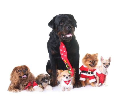 dogs and christmas decoration in front of white background