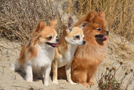 three little dogs staying  in the nature