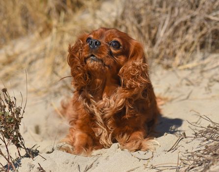 cavalier king charles laid down in the sand on a beach