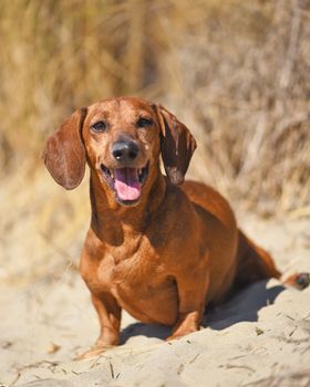 brown Dachshund sitting in the nature in summer