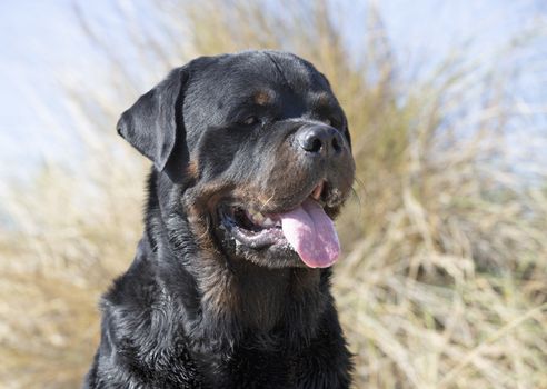 portrait of a purebred rottweiler in the nature