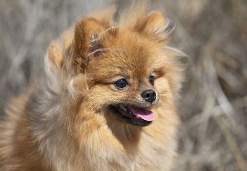 portrait of a young pomeranian in the nature