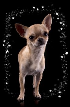 purebred chihuahua in front of black background