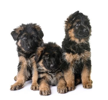 puppies german shepherd in front of white background