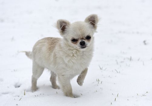 puppy chihuahua playing in the snow, in winter