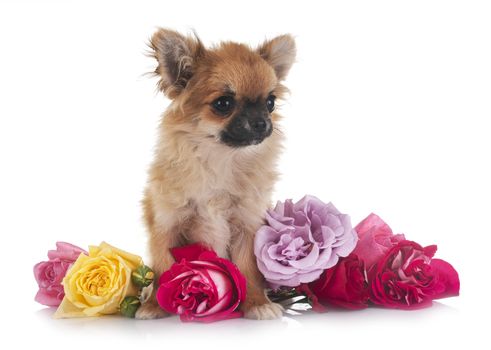 puppy chihuahua in front of white background