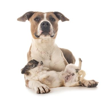 american staffordshire terrier and chihuahua in front of white background