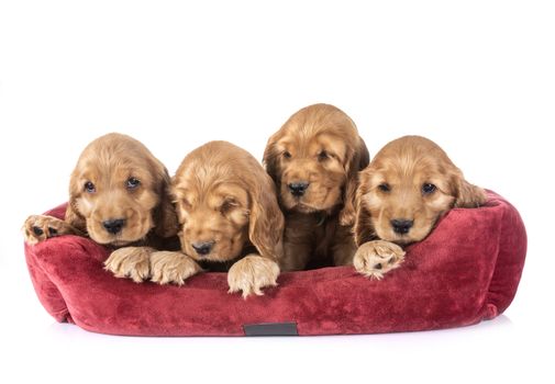 puppies cocker spaniel in front of white background