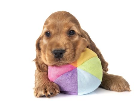 puppy cocker spaniel in front of white background