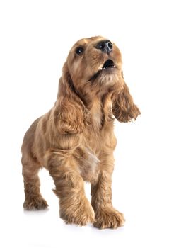 puppy cocker spaniel in front of white background