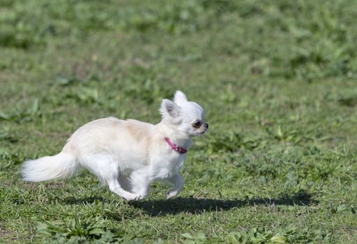 little chihuahua white running in the nature