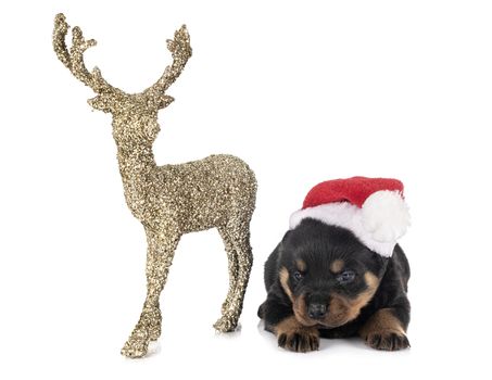 puppy rottweiler in front of white background