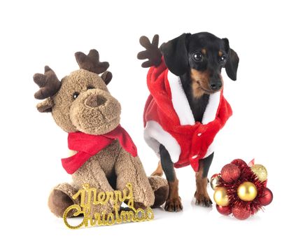 black and tan Dachshund in front of white background