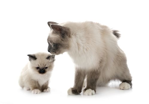 birman kitten and mother in front of white background