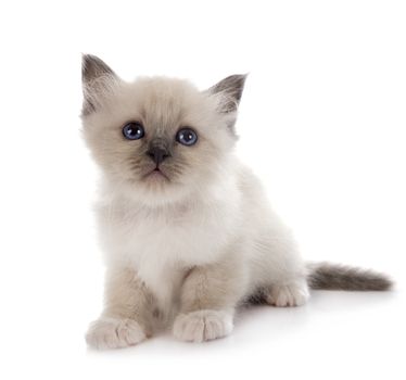 birman kitten in front of white background