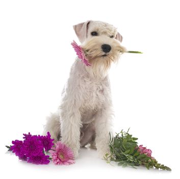 miniature schnauzer in front of white background