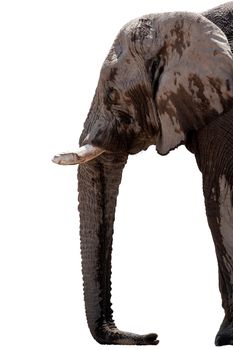 head of african Elephant isolated on white background, graphic object