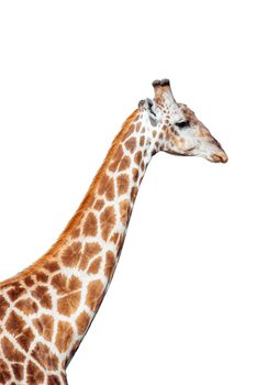 Giraffe, Giraffa camelopardalis, isolated on white background, graphic object