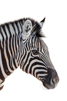 head of a zebra isolated in white background, graphic object