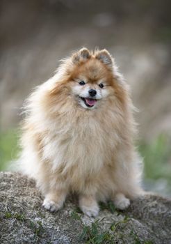 young pomeranian, picture in the nature, in autumn