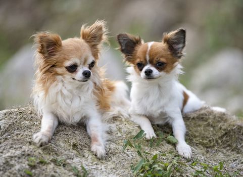 little chihuahuas walking free in the nature