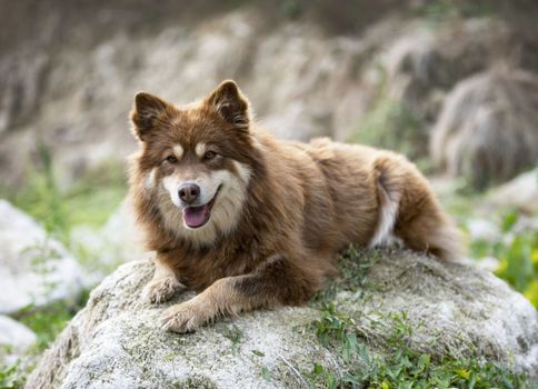 brown Finnish Lapphund walking in the nature