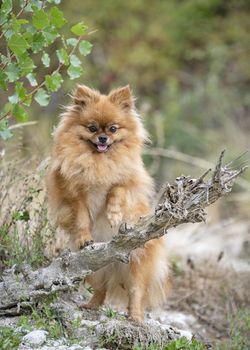 young pomeranian, picture in the nature, in autumn