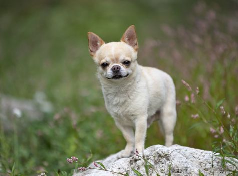 little chihuahua walking free in the nature