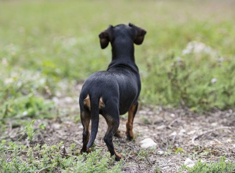 black and tan Dachshund walking in the nature