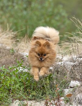 young pomeranian, picture in the nature, in autumn