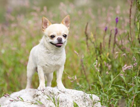 little chihuahua walking free in the nature