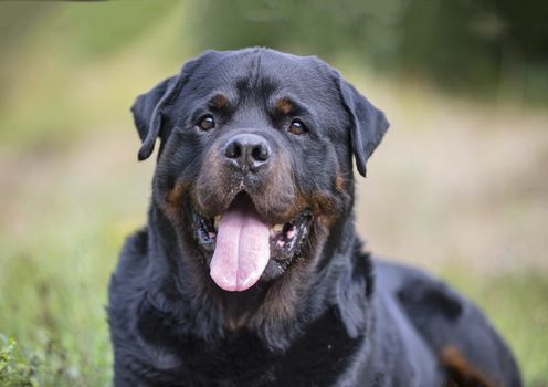 purebred rottweiler walking in the nature in autumn